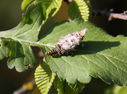 Identificazione di un bruco - Psychidae: Phalacropterix sp.